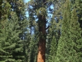 Sequoia NP